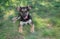 Mixed-breed puppy having rest in summer grass