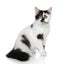 Mixed-breed spotted black and white cat