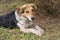 Mixed breed stray female dogs lying on a ground at early spring season