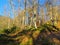 Mixed broadleaf and conifer forest of sessile oak