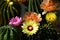 Mixed cactus flowers on natural green background.