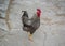 Mixed chicken and rooster in the backyard, farm living, brown, black birds, rural scene
