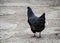 Mixed chicken and rooster in the backyard, farm living, brown, black birds, rural scene