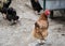 Mixed chicken and rooster in the backyard, farm living, brown, black birds, rural scene