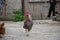 Mixed chicken and rooster in the backyard, farm living, brown, black birds, rural scene