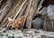 Mixed chicken and rooster in the backyard, farm living, brown, black birds, rural scene