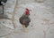 Mixed chicken and rooster in the backyard, farm living, brown, black birds, rural scene