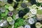 Mixed Collection of Green Sewing Buttons