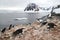 Mixed colony of Adelie penguins, Gentoo and Chinstrap on the Ant