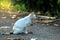 Mixed color cats, black fur, brown fur, white fur sitting on ground with nature background