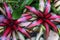 Mixed color of green, red and black yellow leaves of Aechmea Tropic Torch
