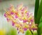 Mixed color orchid flower