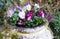 Mixed color pansies in a stone jug