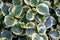 Mixed color of white and green leaves of Oval-Leaf Peperomia Variegata, a tropical plant