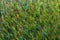 Mixed colored grass with sun burnt ends senective focus background