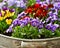 Mixed colors pansies in a sinc basin