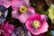 Mixed colour Hellebore flowers floating on water, photographed from above. Hellebores are winter flowering plants.