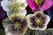 Mixed colour Hellebore flowers floating on water, photographed from above. Hellebores are winter flowering plants.