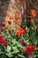 Mixed colour tulips in the garden at Ham House, Richmond upon Thames, London UK