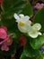 Mixed Coloured Begonias