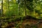 Mixed conifer and broadleaf beech and silver fir temperate old-growth Rajhenav forest