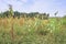 Mixed crop farming of Finger millet Eleusine coracana and Maize Zea mays plants growing in an agricultural field with people