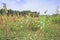 Mixed crop farming of Finger millet Eleusine coracana and Maize Zea mays plants growing in an agricultural field with people