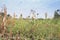 Mixed crop farming of Finger millet Eleusine coracana and Maize Zea mays plants growing in an agricultural field with people