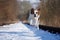 A  mixed dog runs on empty snow-covered train tracks