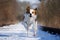A  mixed dog runs on empty snow-covered train tracks