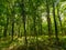 Mixed European forest in Bedkowska Valley of Bentkowka Creek near Cracow in Lesser Poland