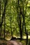 Mixed European forest in Bedkowska Valley of Bentkowka Creek near Cracow in Lesser Poland