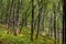 Mixed European forest in Bedkowska Valley of Bentkowka Creek near Cracow in Lesser Poland