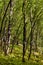 Mixed European forest in Bedkowska Valley of Bentkowka Creek near Cracow in Lesser Poland