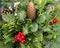 Mixed evergreen arrangement with pine cones and holly