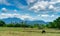 Mixed farming and livestock in Thailand. A farmer plowing with a tractor. Cow grazing green grass infront of the hut and the
