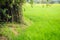 Mixed farming by planting bamboo trees in rice fields is agricultural system in which a farmer conducts different agricultural pr