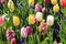 Mixed field of tulips, hyacinth and grape hyacinth