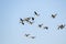 A mixed flock of bean geese and greater white- fronted geese