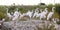 The mixed flock of white egrets and ibises