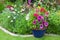 Mixed flower border with potted plants