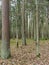 Mixed forest in autumn. Tree trunks and dry leaves. Forest landscape. Birdhouse in a forest