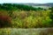 Mixed forest and barberry bush