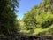 Mixed forest in the canyon and vegetation in the Rak river valley, Cerknica - Notranjska Regional Park, Slovenia