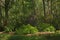 Mixed forest with pine and deciduous trees and flowering rhododendron bush