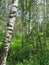 Mixed forest. Summer landscape