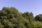 mixed forest with trees of different species in the summer season