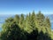 Mixed forests and thinned out trees on the slopes on the slopes of the Buochserhorn mountain and by the lake Lucerne