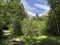 Mixed forests and trees in the Sihltal valley and by the artifical Lake Sihlsee, Studen - Canton of Schwyz, Switzerland