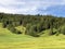 Mixed forests and trees in the Sihltal valley and by the artifical Lake Sihlsee, Studen - Canton of Schwyz, Switzerland